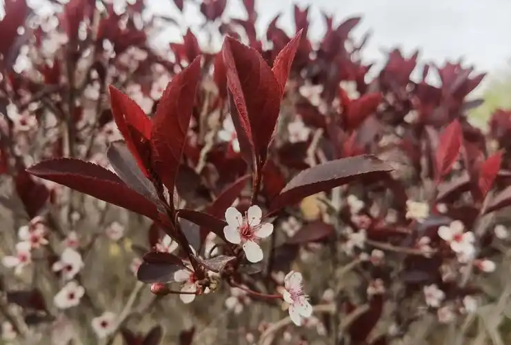湿地科普世界著名彩叶树种紫叶矮樱