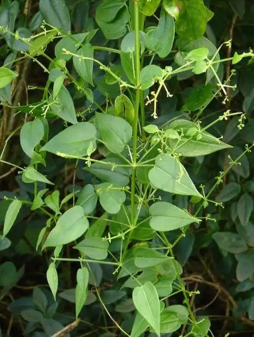 每日认识一味中药茜草