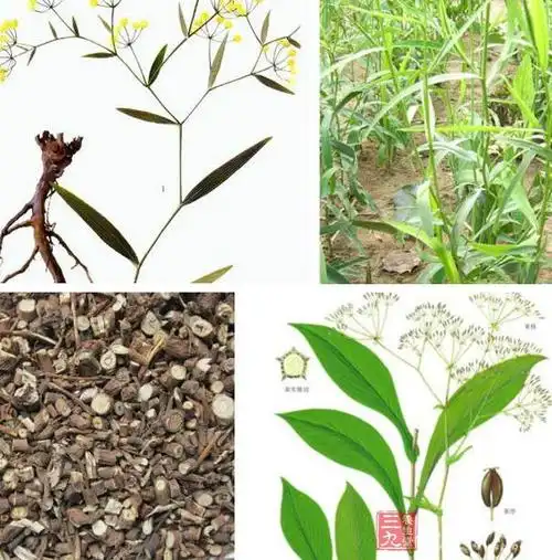 柴胡的功效与副作用 柴胡可以治疗感冒吗