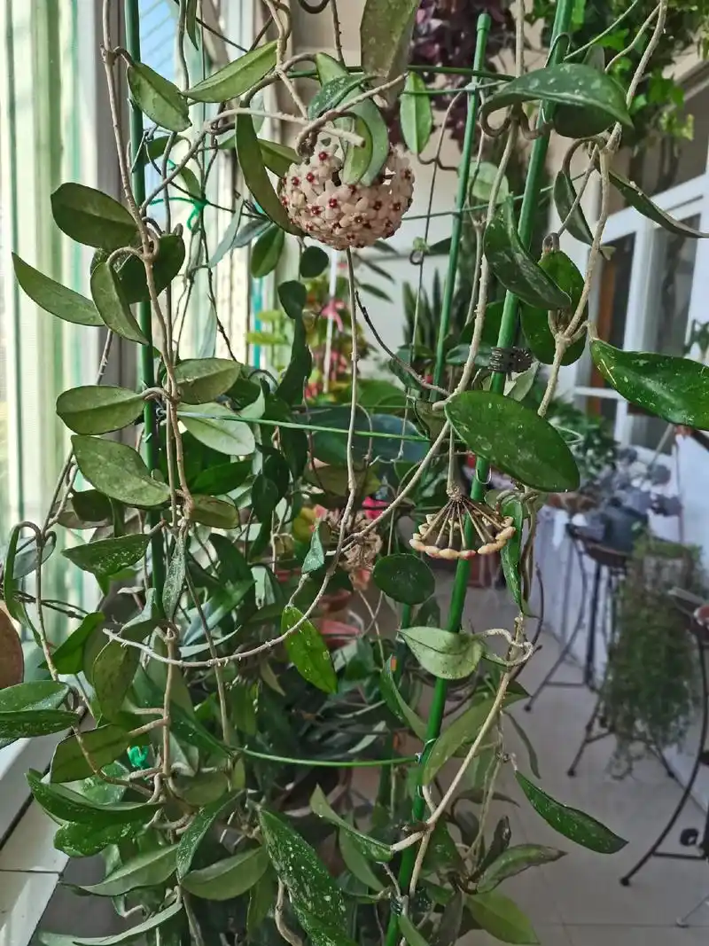 四个品种的球兰:绿叶白,花叶球兰,心叶球兰 卷叶球兰 - 抖音