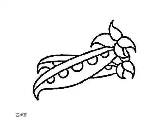 卡通四季豆素描怎么画简单漂亮