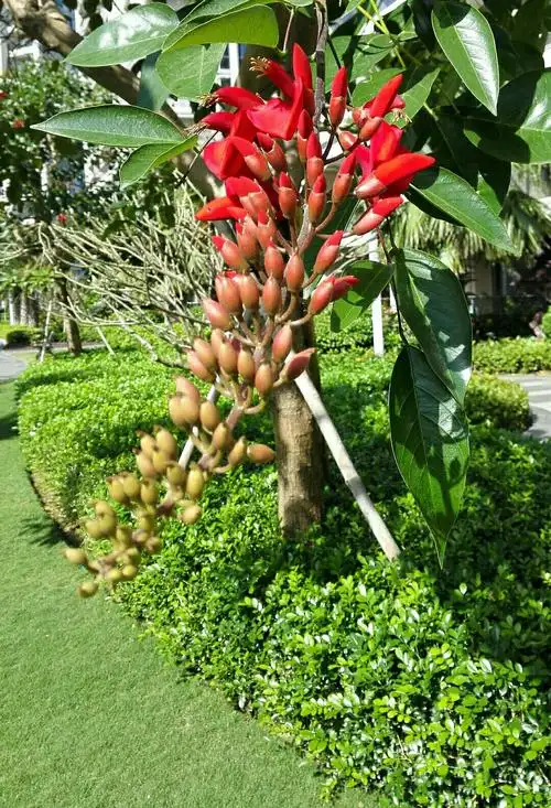 观海南花草树木(续集)