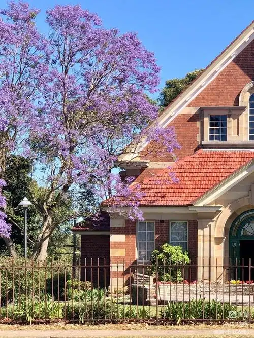紫色的季节——蓝花楹 - 美篇