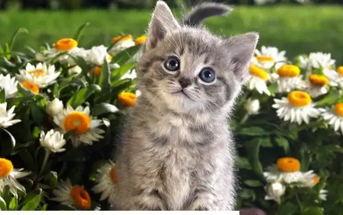 唯美桌面壁纸篇】超可爱小猫咪桌面壁纸高清