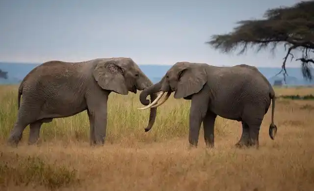 北移亚洲象群完全进入传统栖息地