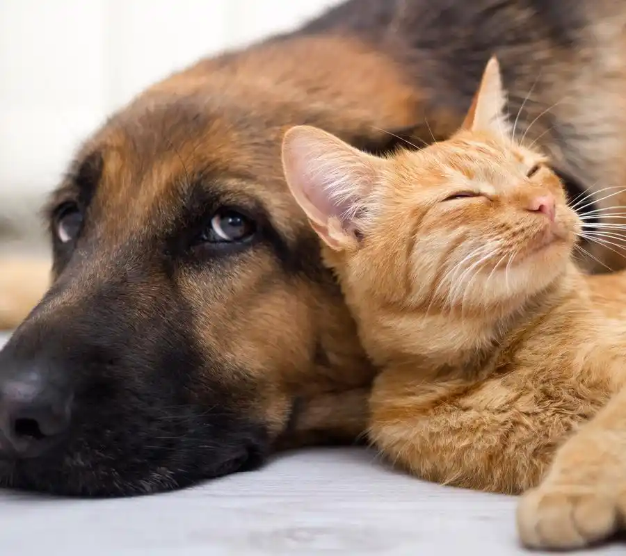 你看这些可爱的小猫咪和小狗狗