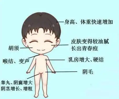 男孩早发育的症状早发育的原因