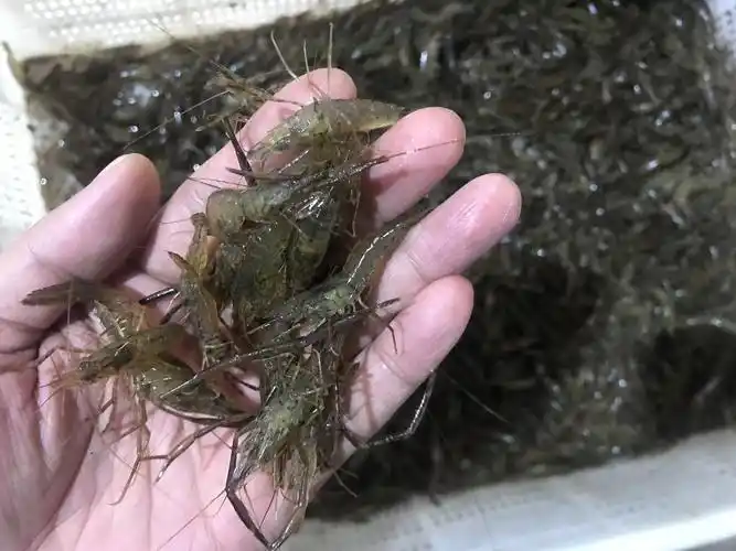 潜江鲜活淡水河虾草虾青虾康虾小河虾米虾活体新鲜大中小30斤批发