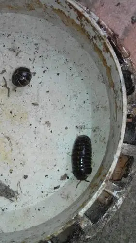 展开全部 西瓜虫  抢首赞 已赞过 已踩过   你对这个回答的评价是?