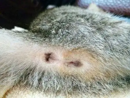 小奶猫怎么区分公母啊?