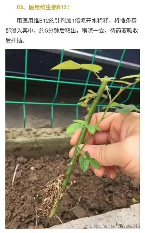 促进扦插生根方法