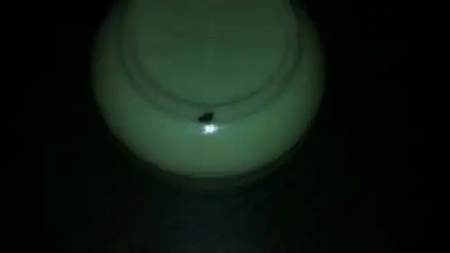 床上发现了大约1,2毫米的黑棕相间且全身是毛,但并无硬壳的小虫,不止