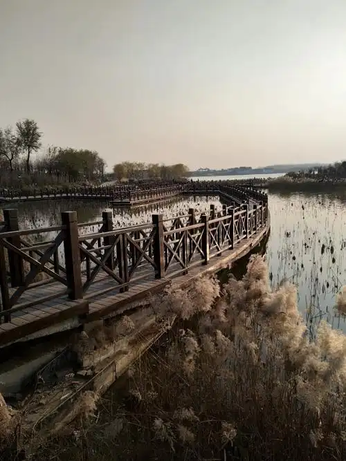山东菏泽曹县荷花,景色不错
