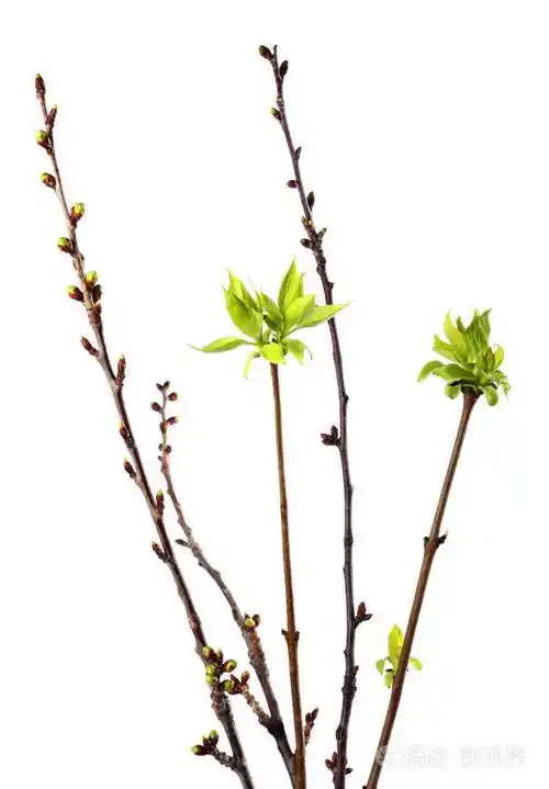 嫩绿色的小树枝叶子在白色的孤立的春天背景上