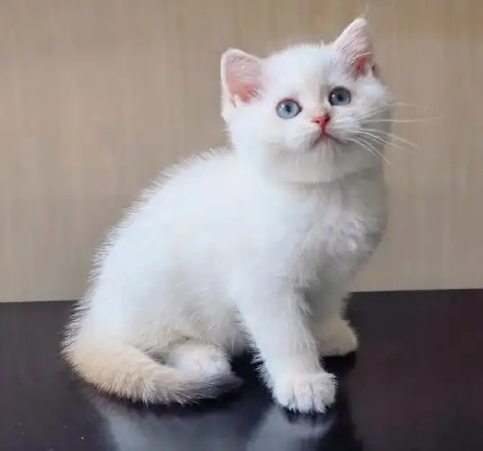 93品种:英短金点渐层99颜色:12色携长毛基因和巧克力基因8215