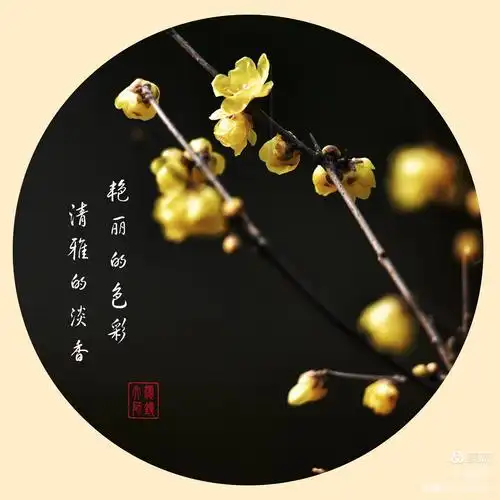 《腊梅》腊梅有一种让人沉醉的清香,有着淡雅的色彩,给人带来一种幽静