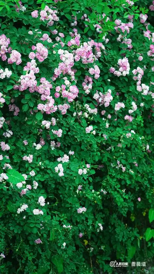 蔷薇花墙背景图##现实版一路生花##花开种花家