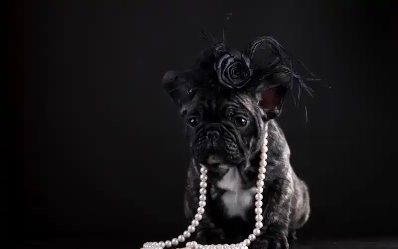 高清晰黑色法国斗牛犬电脑壁纸下载