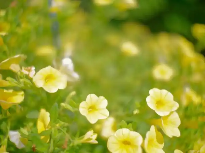 形容天气好心情好的成语,形容天气好心情好的句子大全_爱阅读