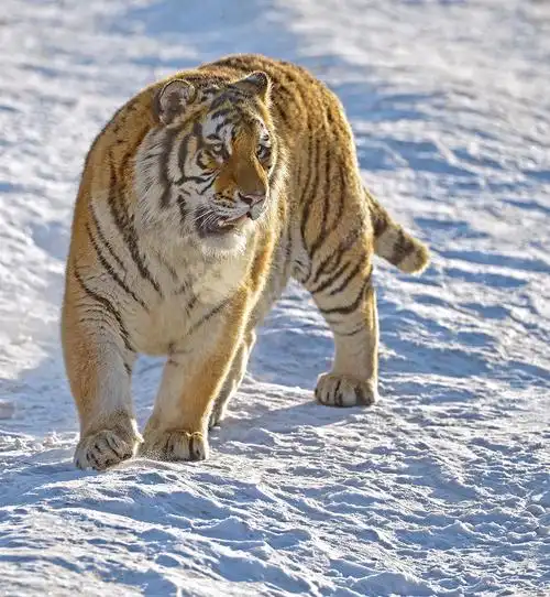 在林海雪原观东北虎 (二)