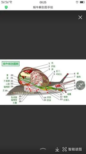 通过此次活动我们了解了很多蜗牛的知识