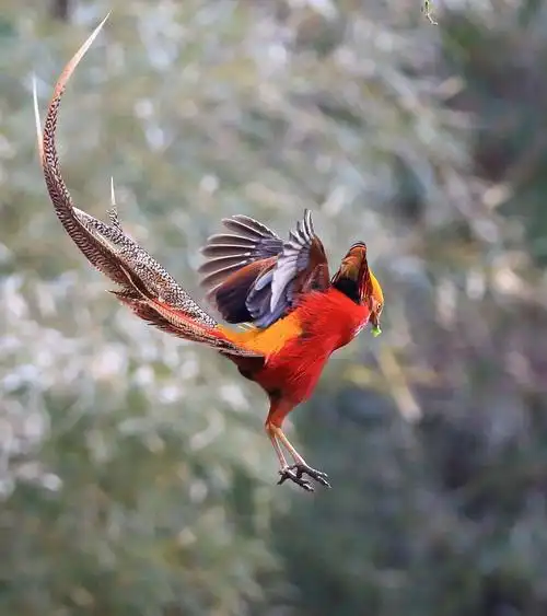 商洛市北宽坪镇白家山野生红腹锦鸡随拍