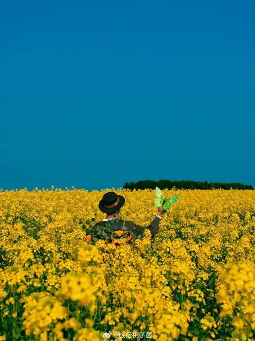春天带来的第一抹金黄##带着微博去旅行##遇见美好