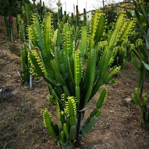 福建漳州三角大戟大戟科属盆栽庭院景观设计沙漠植物大戟柱厂家直销