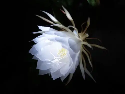 高清淡紫色昙花