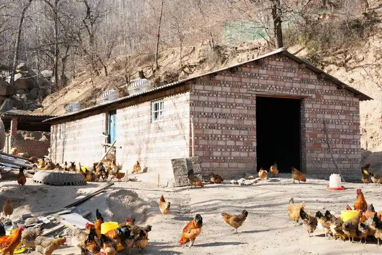 洛阳"爬行娃"多次被弃养,如今靠养鸡给养父盖起了大房子:未来不会寻找