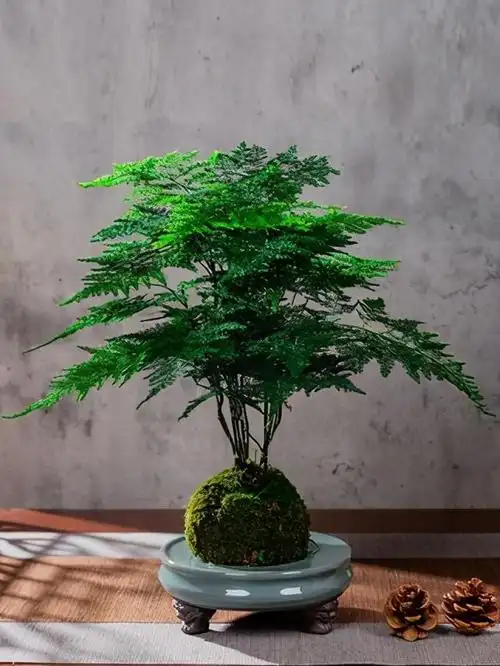 文竹盆景,枝干挺拔翠绿繁茂,轻松过冬(文竹盆景怎么修剪)_犇涌向乾