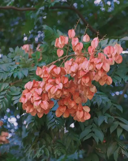 富士xs10栾树开花