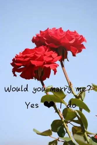 浪漫爱情,玫瑰物语,调味生活.