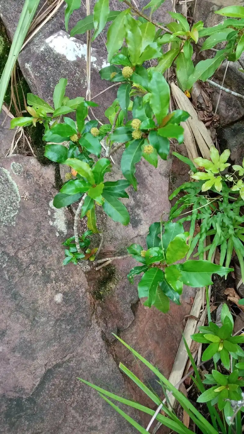 到处都是水杨梅,#盆景素材 有大也有小适合做盆景 - 抖音