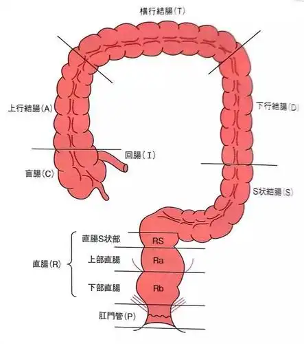 探秘人工智能医疗——ai辅助结肠镜检查让结肠病变无所遁形