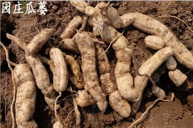 瓜蒌根的功效