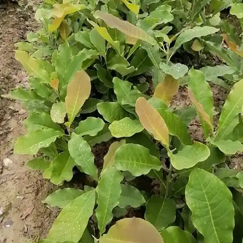 猕猴桃苗秦巴山区的仔播猕猴桃实生苗抗病力强货源充足规