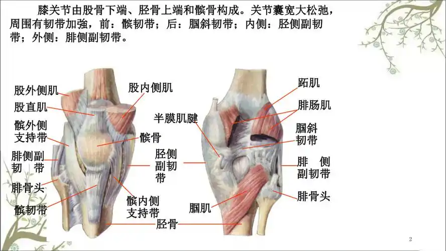 膝关节解剖课件