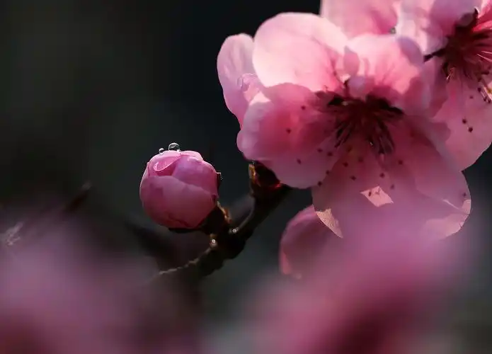春天-桃花照片一组