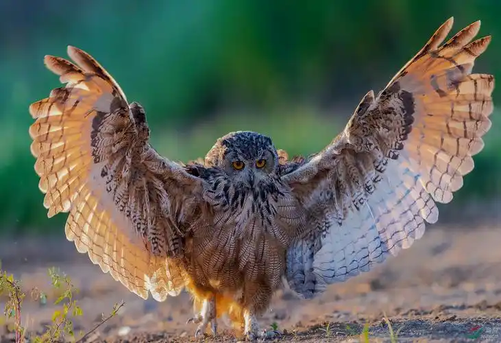 展翅——雕鸮