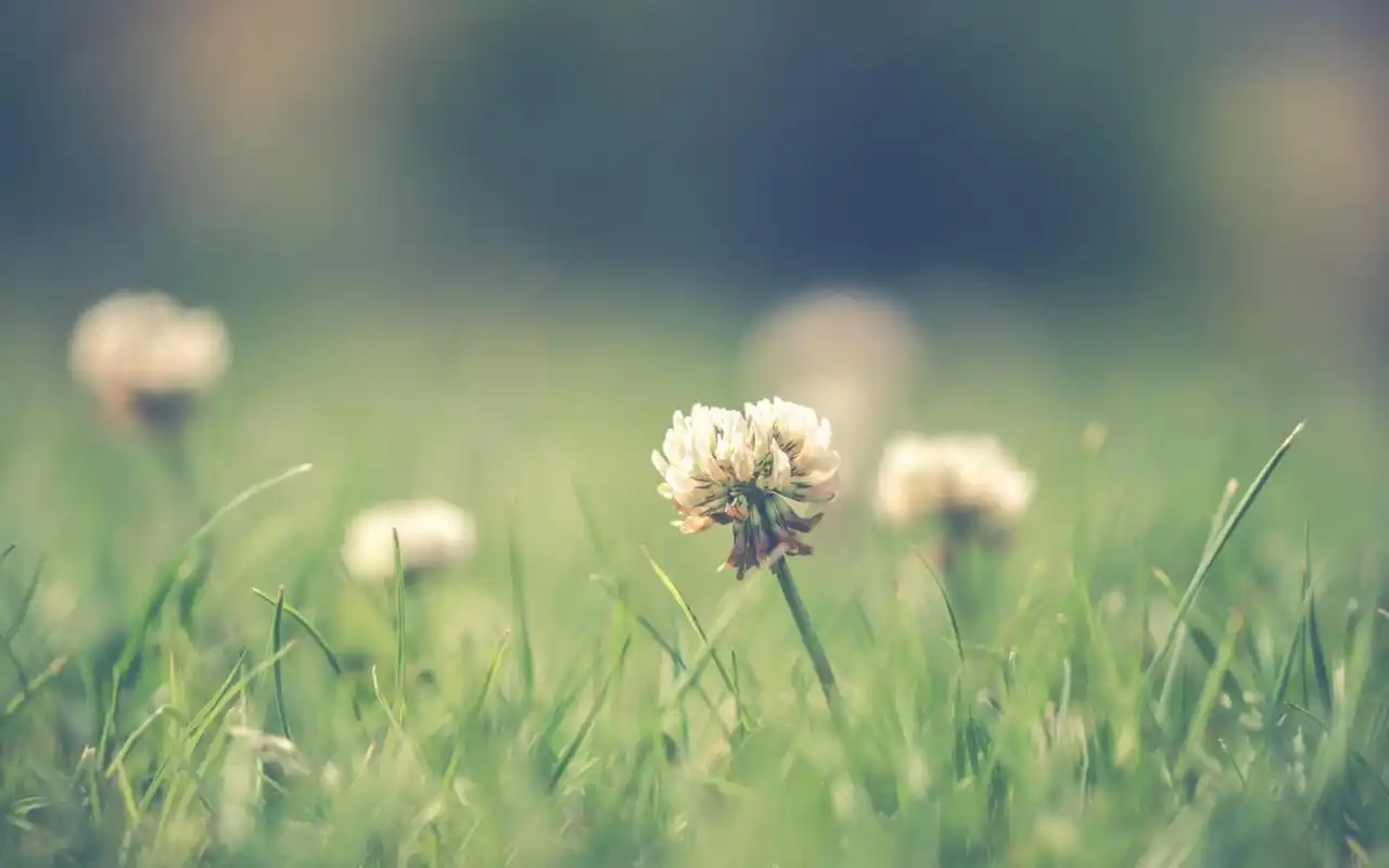 qq空间非主流小清新唯美背景图