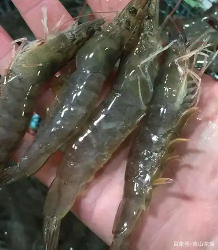 进水处理 将外塘水经过60～80目筛绢网布过滤进入循环水车间,每个池