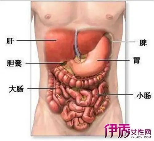 肚子左下方是什么器官结肠炎的症状与治疗