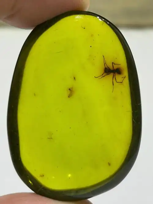 绿珀虫珀蚂蚁