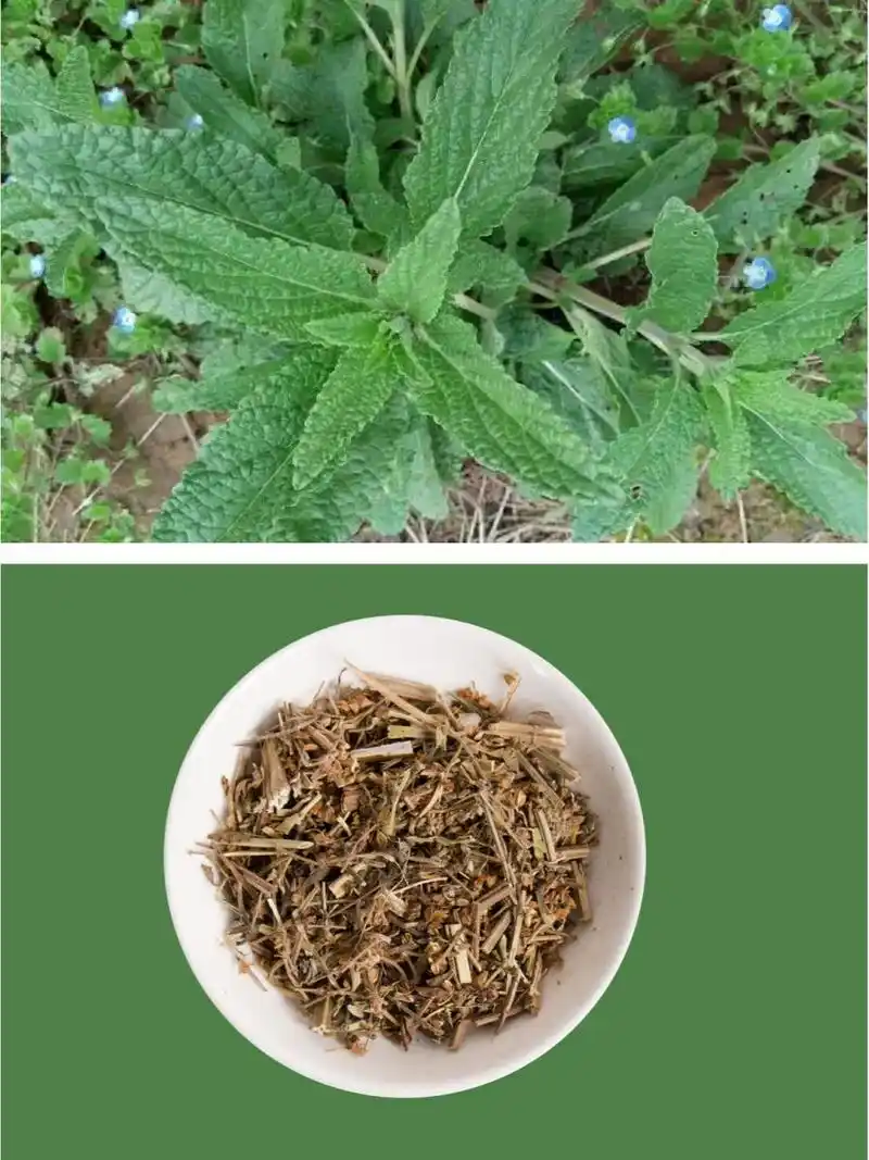 每天认识一味中药~雪见 雪见,别名 雪见草,荔枝草,癞蛤蟆草,青蛙草,皱