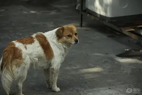 【花狗】_安徽论坛图片集锦_汽车论坛-易车网