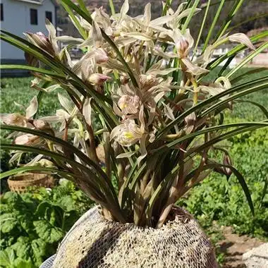 莲瓣兰金沙树菊 - 中国兰花交易网