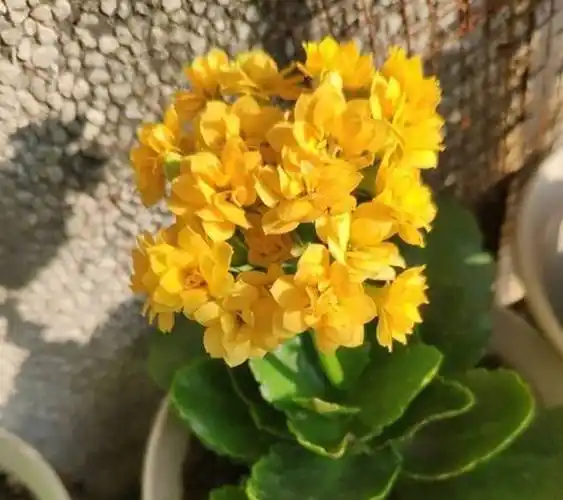 原创春季长寿花怎么养做足这3个养护叶片绿油油开花一簇簇