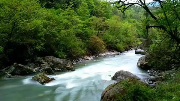春天来了来雅安喇叭河开启一趟洗肺之旅
