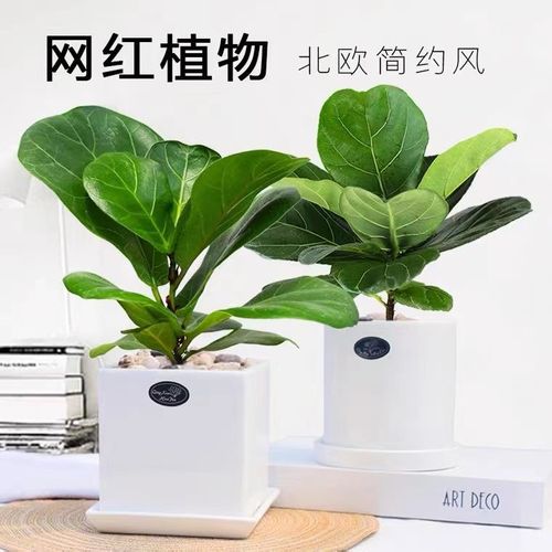 北欧风ins琴叶榕小盆栽室内耐阴绿植办公室内净化空气桌面植物